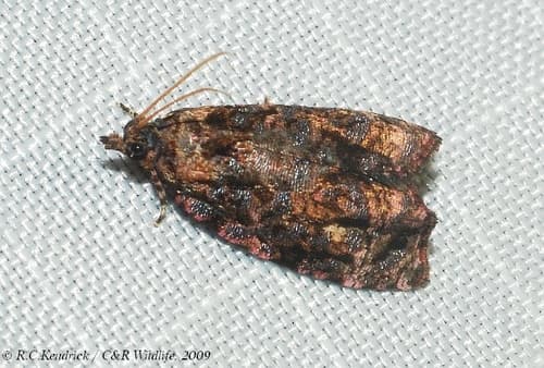 Idia Leaf-roller Moth