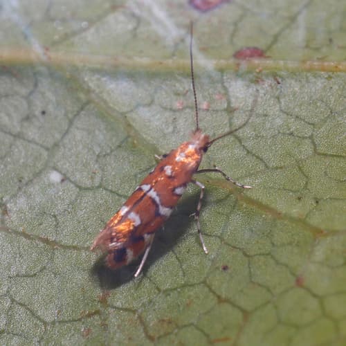 Gaultheria Leafminer Moth