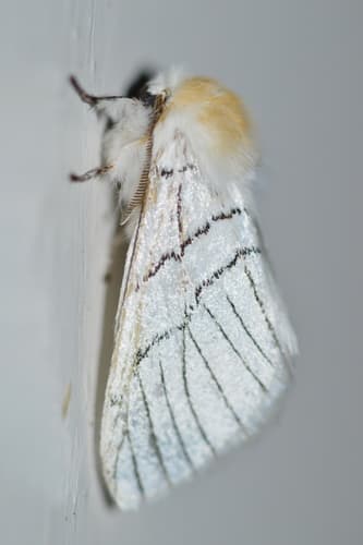 Gazalina chrysolopha