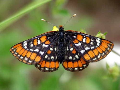Gillett's Checkerspot
