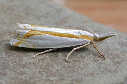 Girard's Grass-veneer