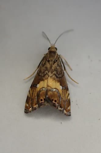 Golden-bordered Grass-veneer Moth