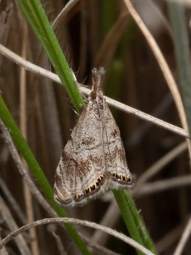 Glaucocharis dilatella