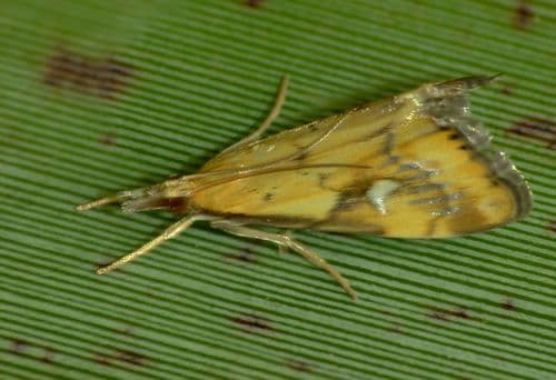 Glaucocharis lepidella