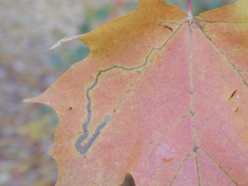 Sugar Maple Leafminer Moth