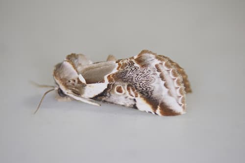 Glorious Habrosyne Moth