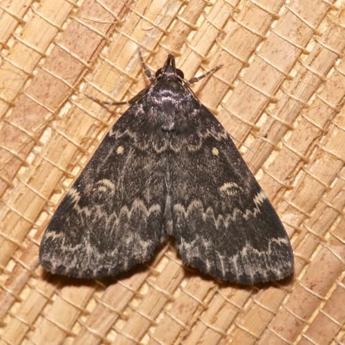 Glossy Black Idia Moth