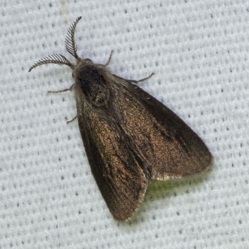 Glover's Bagworm Moth