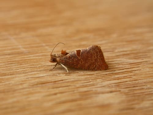 Glyphidoptera insignana