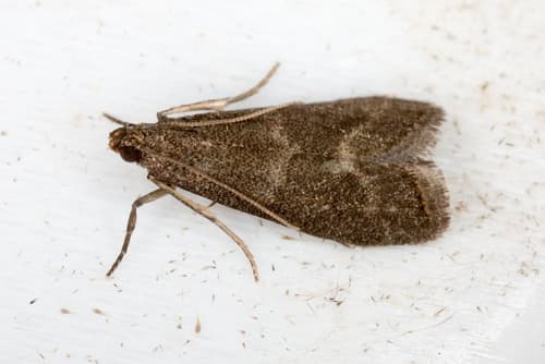 Glyptoteles leucacrinella