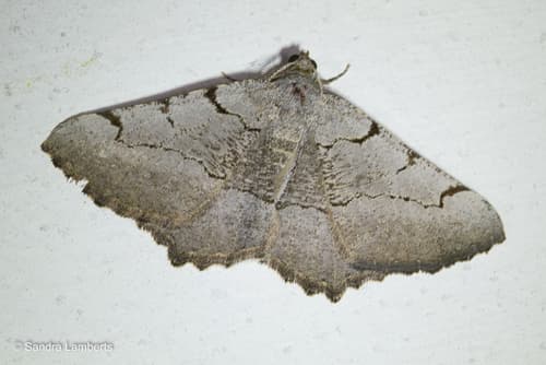 Steven's Carpet Moth