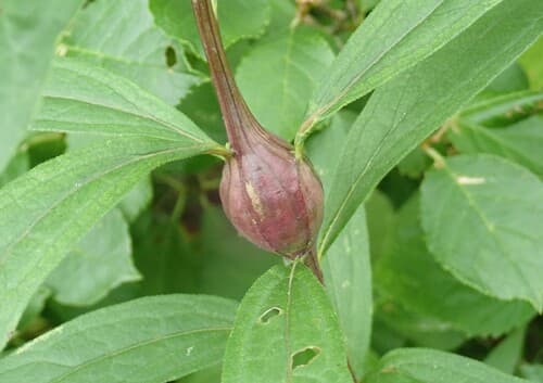 Gnorimoschema gallaediplopappi