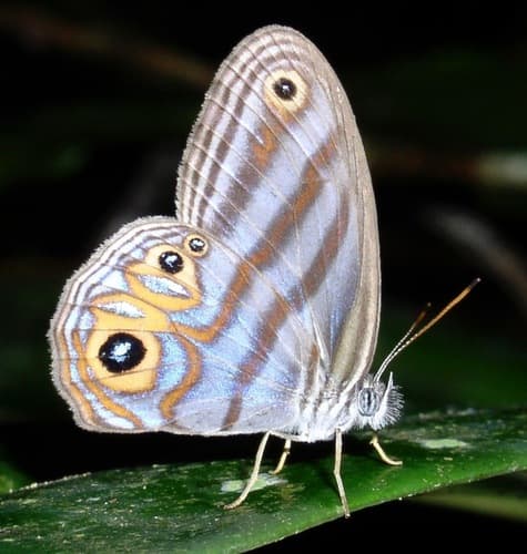 Godart's Blue Ringlet
