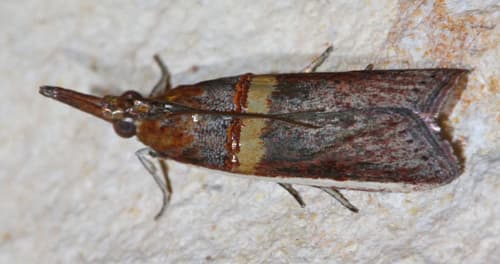 Gold-banded Etiella Moth