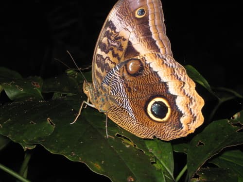 Gold-edged Owl-Butterfly