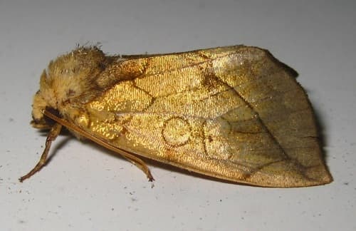 Gold Moth
