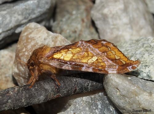 Gold-spotted Ghost Moth