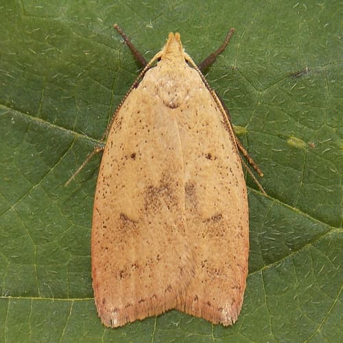 Gold-striped Leaftier Moth