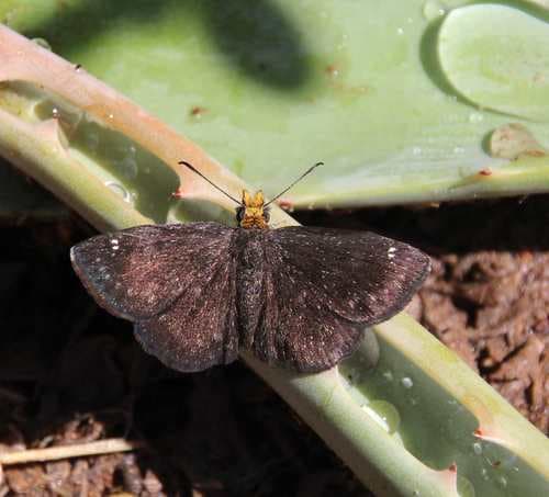 Golden-headed Scallopwing