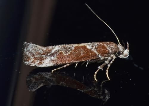 Goldenrod Elliptical-Gall Moth