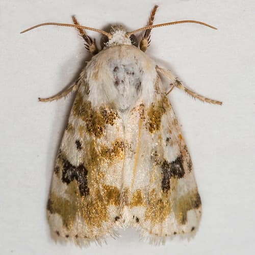 Goldenrod Flower Moth