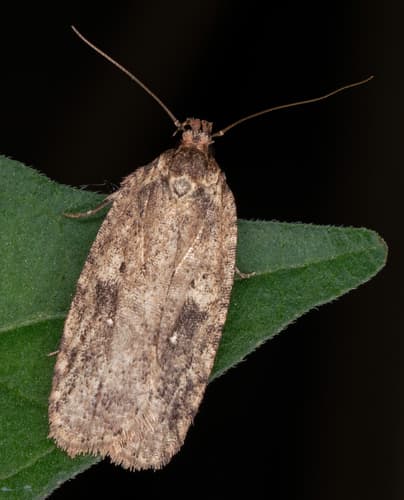 Goldenrod Leaffolder Moth