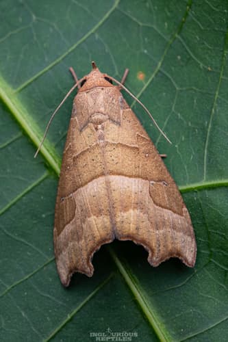 None widely recognized