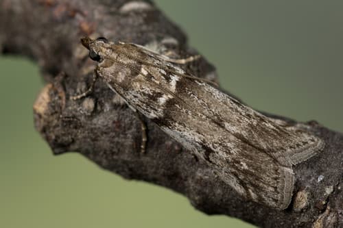 Gooseberry Fruitworm Moth