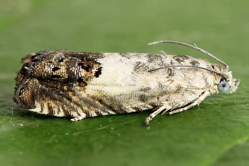 Gorse Pod Moth