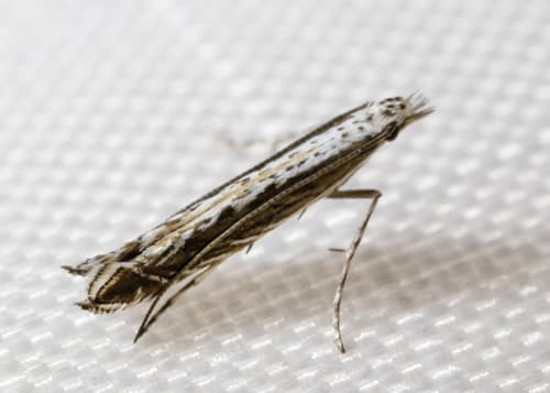 Gracilaria quinquistrigella