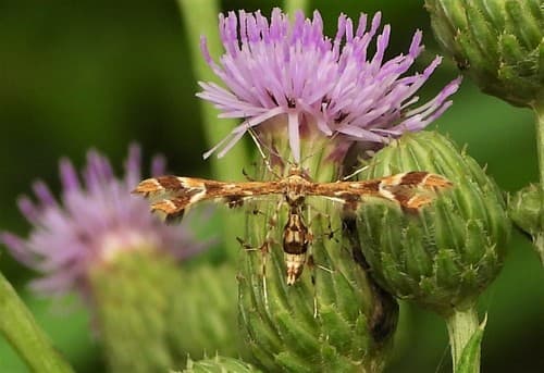 Grape Flower Plume Moth
