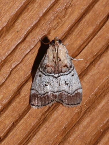 Gray-banded Pococera Moth