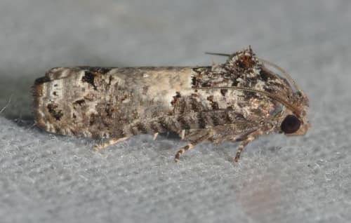 Gray-blotched Epiblema Moth