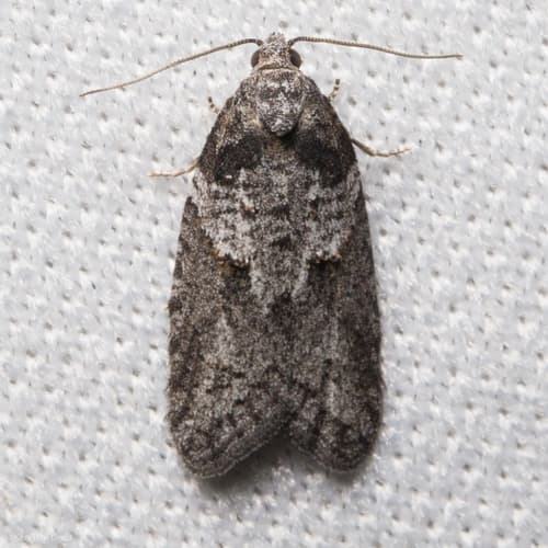 Gray-marked Tortricid