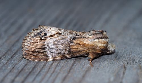 Gray-patched Prominent