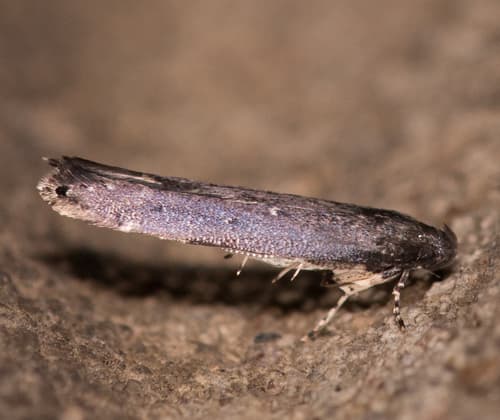 Gray Perimede Moth