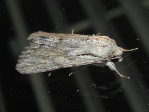 Gray-streaked Armyworm Moth