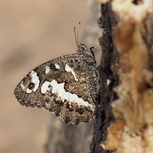 Great Banded Grayling