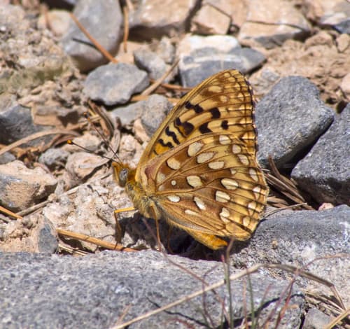 Great Basin Fritillary