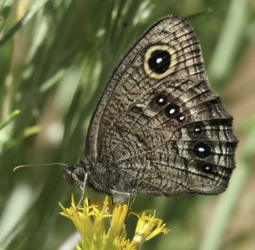 Great Basin Wood-Nymph