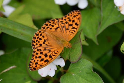 Great Eastern Silverstripe