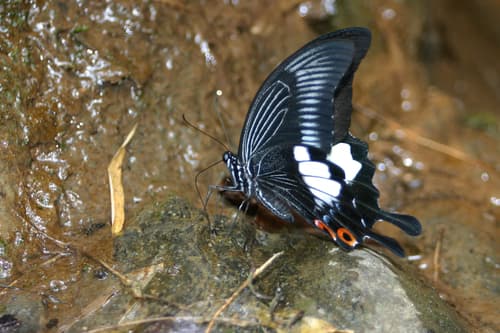 Great Helen Swallowtail