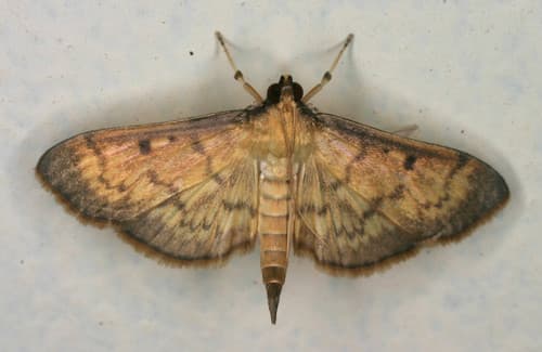Greater Sweet Potato Webworm Moth