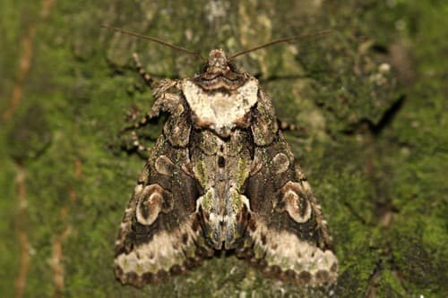 Green-brindled Crescent