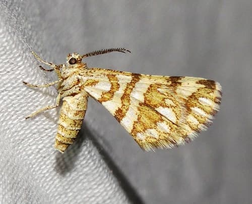 Green Broomweed Looper Moth