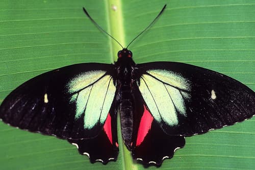 Green-celled Cattleheart