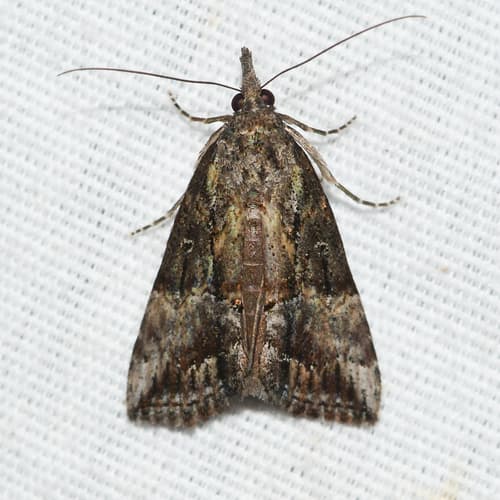 Green Cloverworm Moth