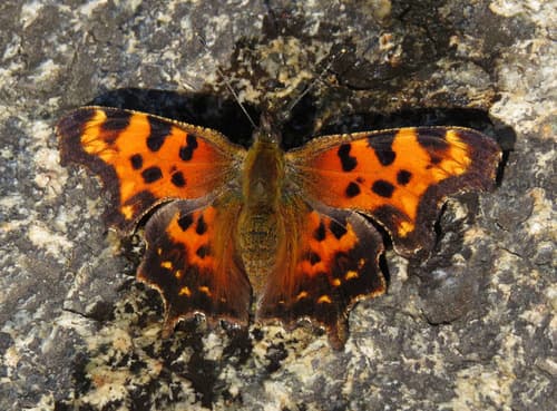 Green Comma