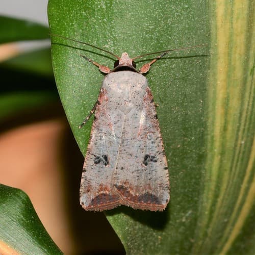 Green Cutworm Moth
