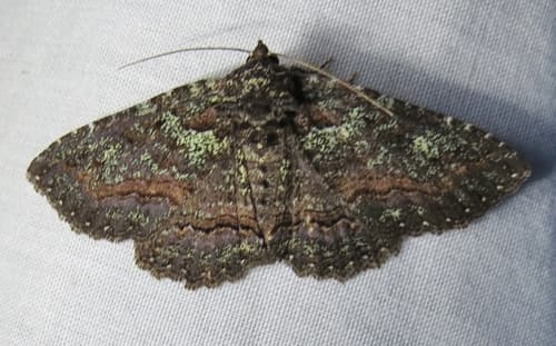 Green-dusted Zale Moth